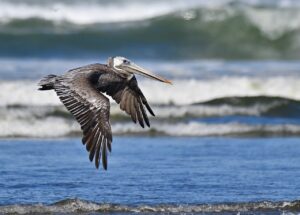 brown pelican, pelican, bird-8195511.jpg